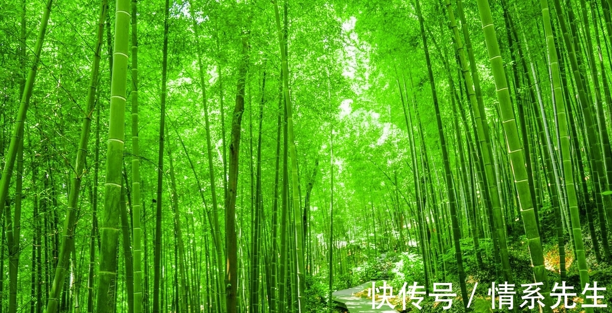 王徽之|清风在竹林,送你三首咏竹古诗,领略诗人高尚情怀