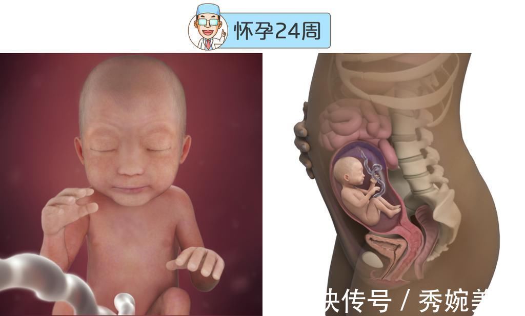怀孕|最全的怀孕周期图鉴,感受从受精卵到婴儿的神奇变化!