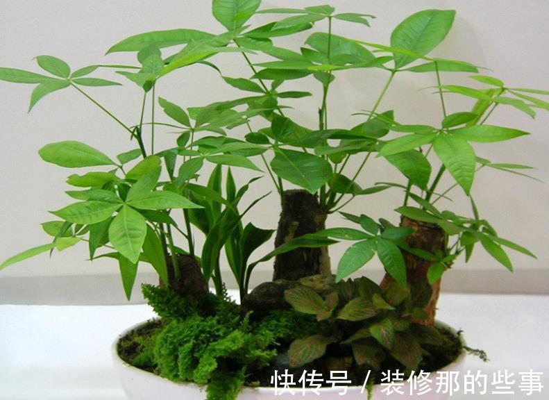 植株|发财树盆栽长得慢?调控好这4点,侧芽新枝呼呼窜