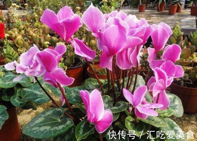 心叶球兰|农历十一月大雪过后,养什么花?家里养3种花,健康如意福开新运