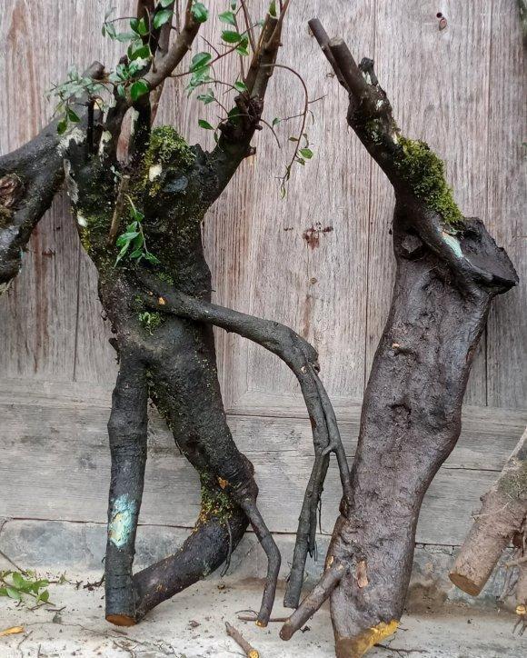 盆景价值高,遭人“疯挖”,山都挖空了,这种行为“真可耻”