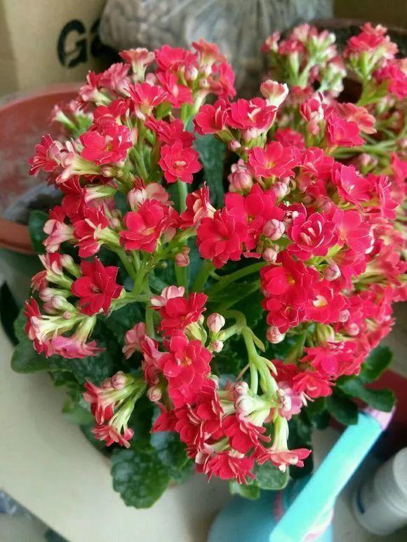 教你这样“扦插”长寿花,学会这些小技巧,一个叶片就成长成一盆