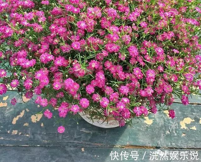 孕蕾|5种花爱晒太阳，越晒花越多，很快就能爆盆！