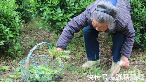 毛妮菜|农村5对“双胞胎野菜”，城里人傻傻分不清，第5对农村人也搞混