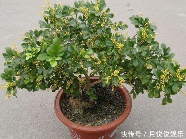 米兰哗哗掉叶子几种错误别再犯,不然秃的只剩杆!