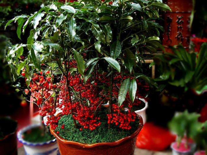 4种招财花,养一盆在家里,天天不缺钱花,好运连连来!