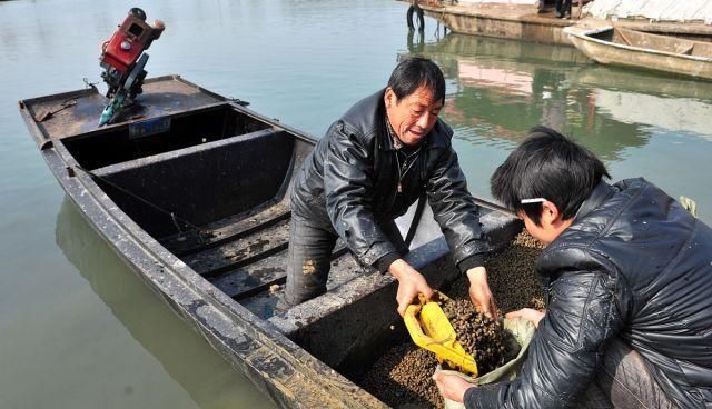 青鱼的“悲哀”：衔着宝石的明星鱼，却因野蛮生长而沦为“废柴”