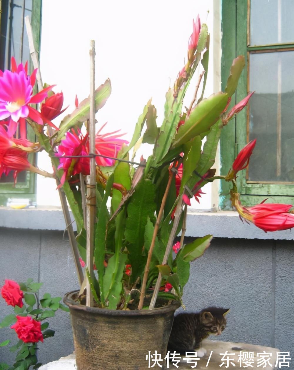 荷花|特殊“仙人掌”,冬天“憋花芽”,顶着白毛毛,开满“大荷花”