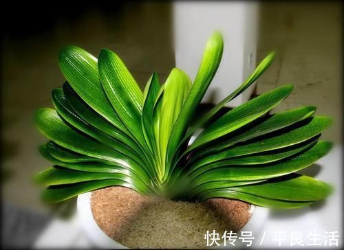 用酒给君子兰催花，学会几个技巧，花开满盆！