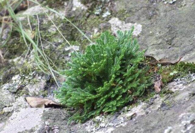 植物|山崖上的1种“还魂草”，被称为“卷柏”，挖来当盆栽，变值钱