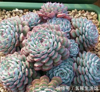 最厉害的养花营养液给多肉植物喝一勺,新叶呼呼长,不比花肥差