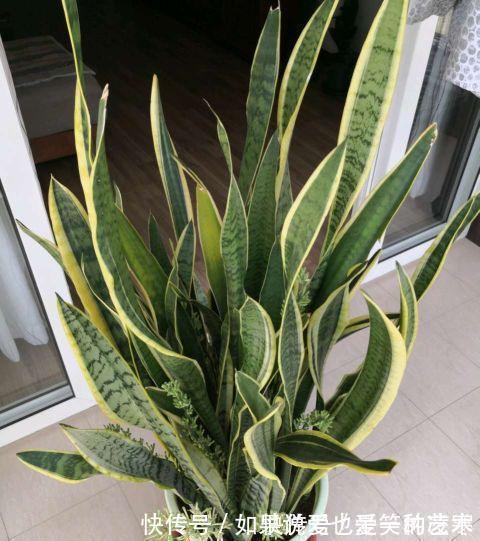 文竹|虎皮兰文竹养不好,撒一把粉末,半年不施肥也会蹭蹭长