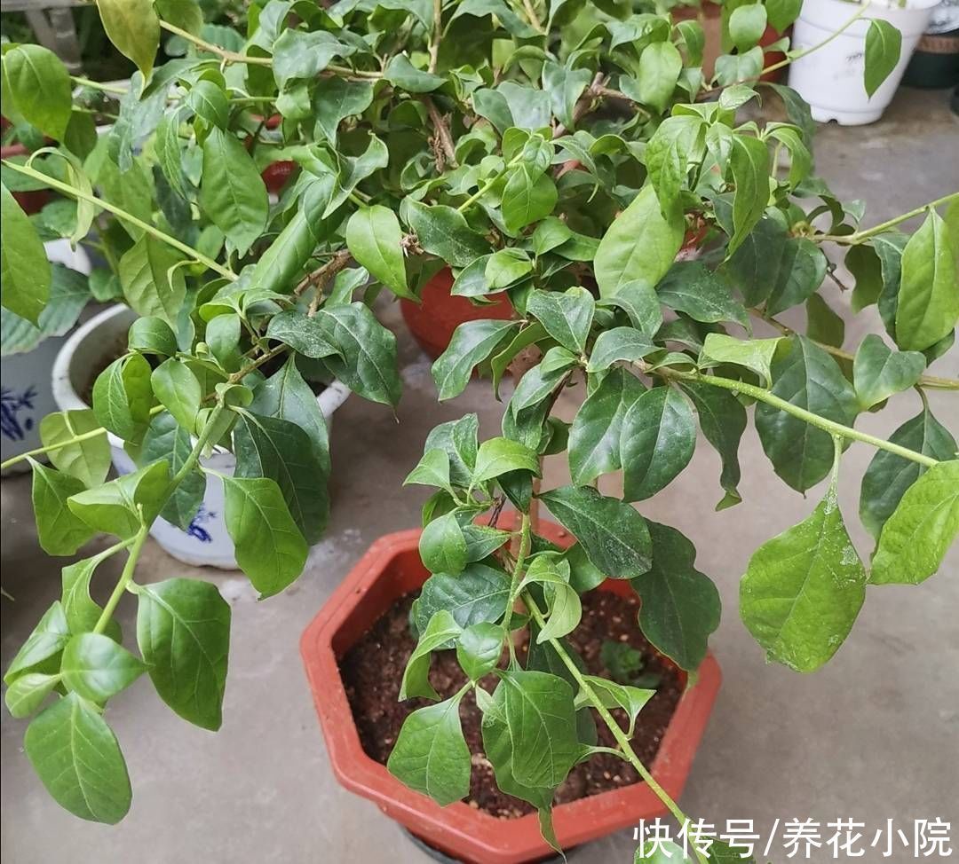 枝叶|秋天养三角梅，勤用1种肥，促进植株孕蕾开花