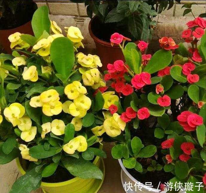 金钟|9种“勤劳花”,别名“天天开”,365天花不断,也不怕累坏了