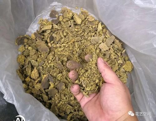 冬天天竺葵花盆里加点渣渣，开春长出一波嫩芽，花期提前！