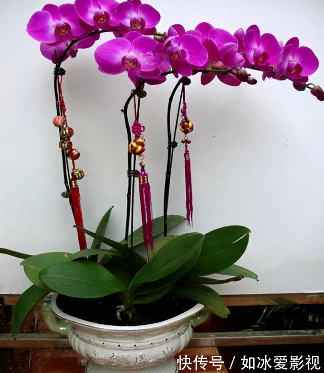 青苔|发现蝴蝶兰花谢后,第一时间该怎么处理才能让它年年开花?
