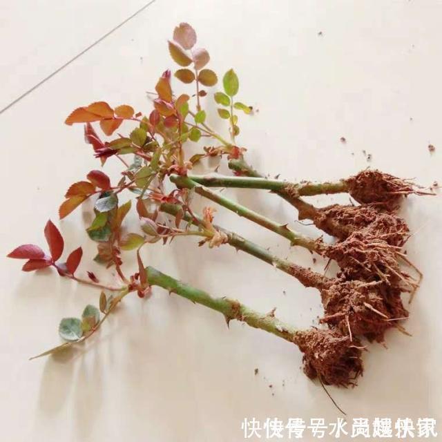 养护|“月季”不难养,记住2个养护“小要点”,盆盆都能开满枝!