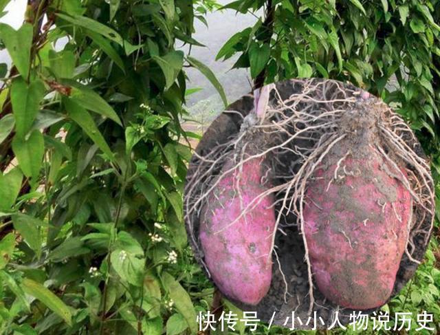 南方特有的山药脚板薯,酷似人脚板,曾是救命粮,如今山村才有