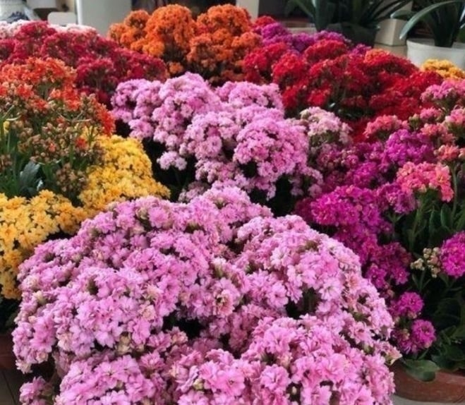 这几款植物养在家里,一年四季开花不断,花大色艳很漂亮