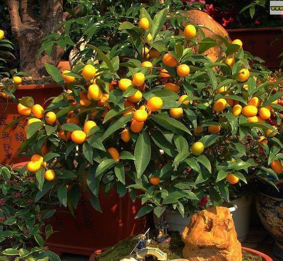 家里种“好树”,子孙一直富,6种“吉利树”,养得越久越吉利