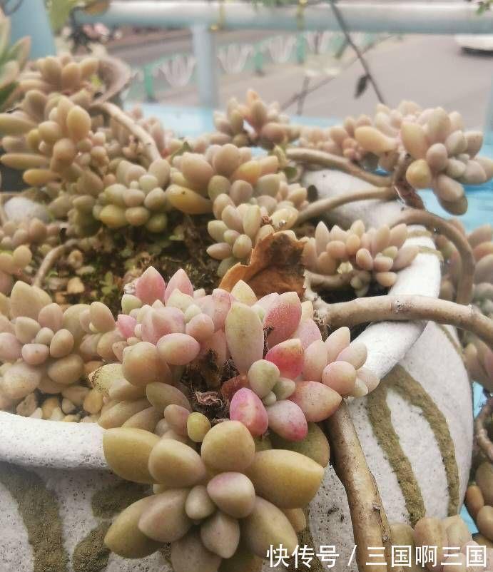 姬秋丽怎么养?不要宠、多露养,轻松养出繁茂完美的状态