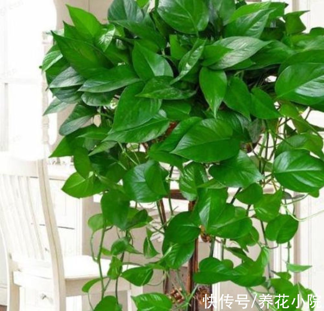 冬天养绿萝别只浇水，做好4个养护，不停长新叶