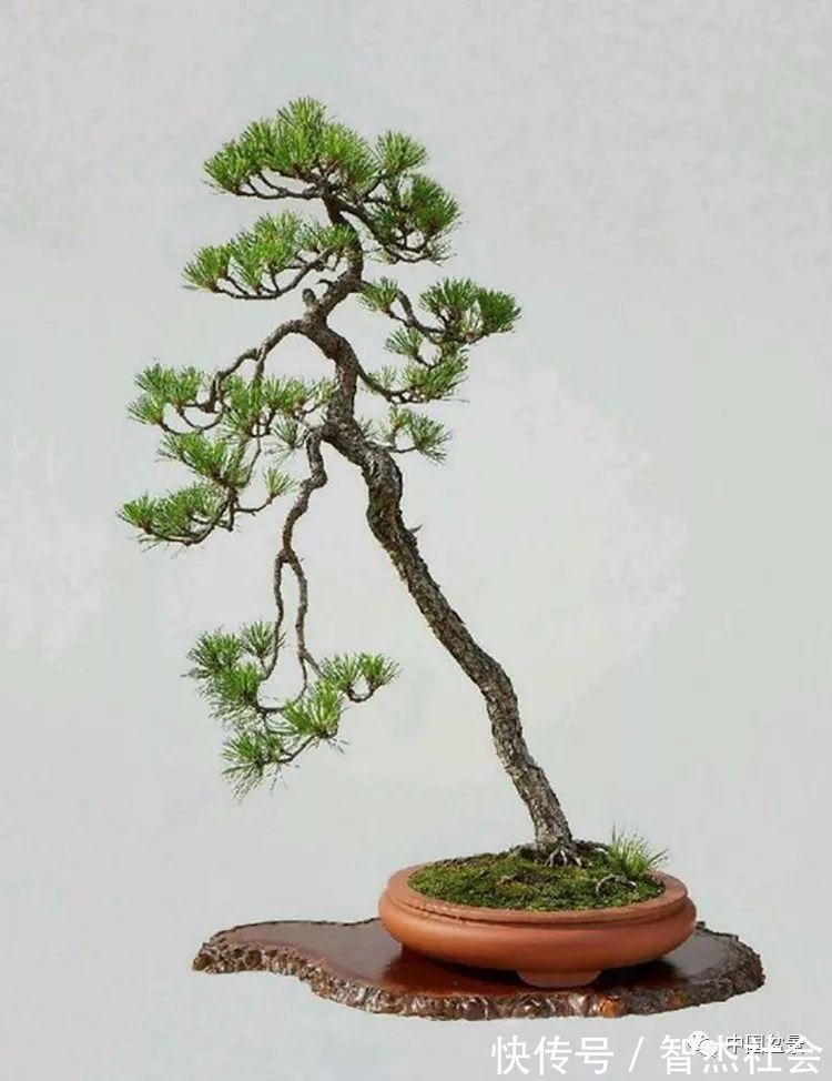 盆景@赵庆泉:请别叫我“大师”,我就是个“做盆景的”