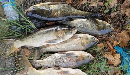 三伏天鲢鳙最好钓，手竿钓鲢鳙，这种钓法最犀利，一钓一个准！