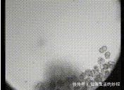 真技术活!在没有空气和水的太空如何种粮种草!