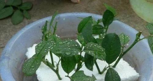 用泡沫板来养花，效果太棒了，扦插3-5天就能生根