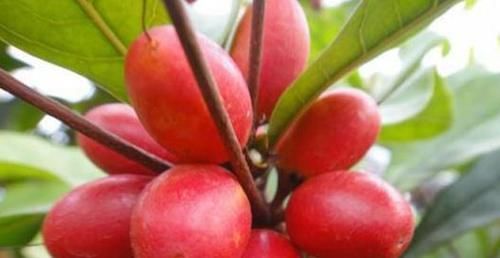 农村此种野果,老人食了降三高,女性食了排毒