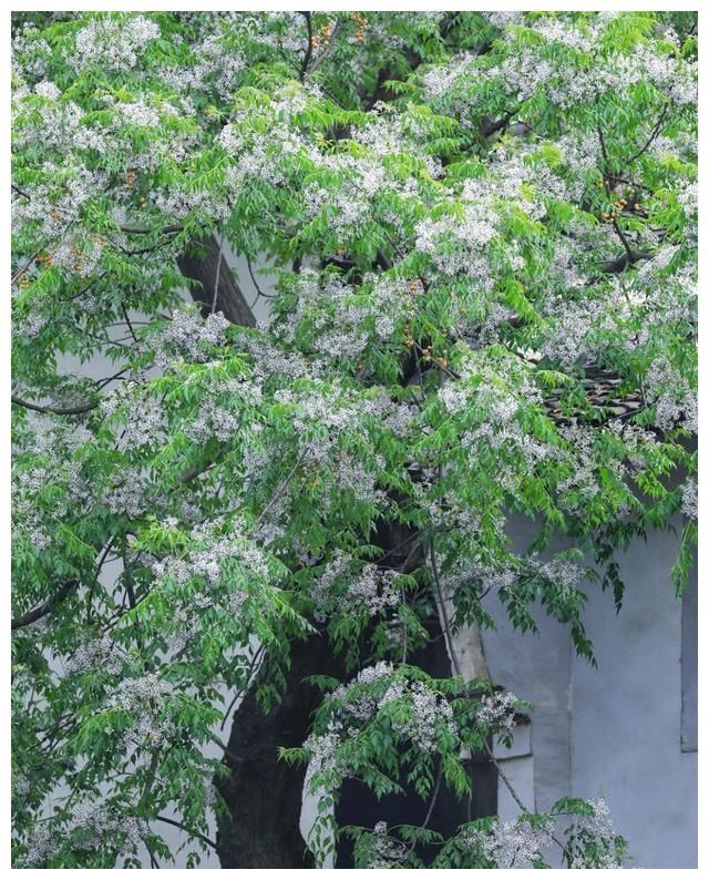 苦楝花开：初夏，难忘那一抹淡紫的苦香