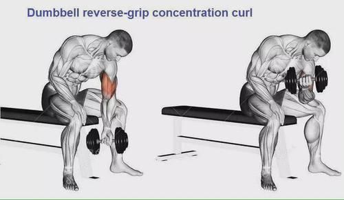 弯杆|最全的肱二三头肌训练图解，漂亮手臂必备！