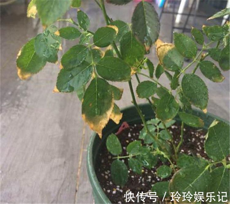 5个位置,不能养花,养一盆死一盆,看看你中招没有