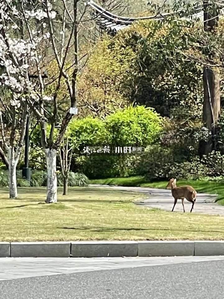 报到|她来了！就在西湖边！“西湖迷妹”第二年报到，游泳、驻足、漫步，画面太美