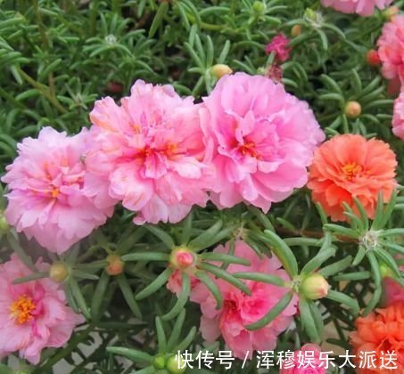 太阳花|养花就养这几款，全年开花不停，沾点水就疯长，开花勤还爱爆盆