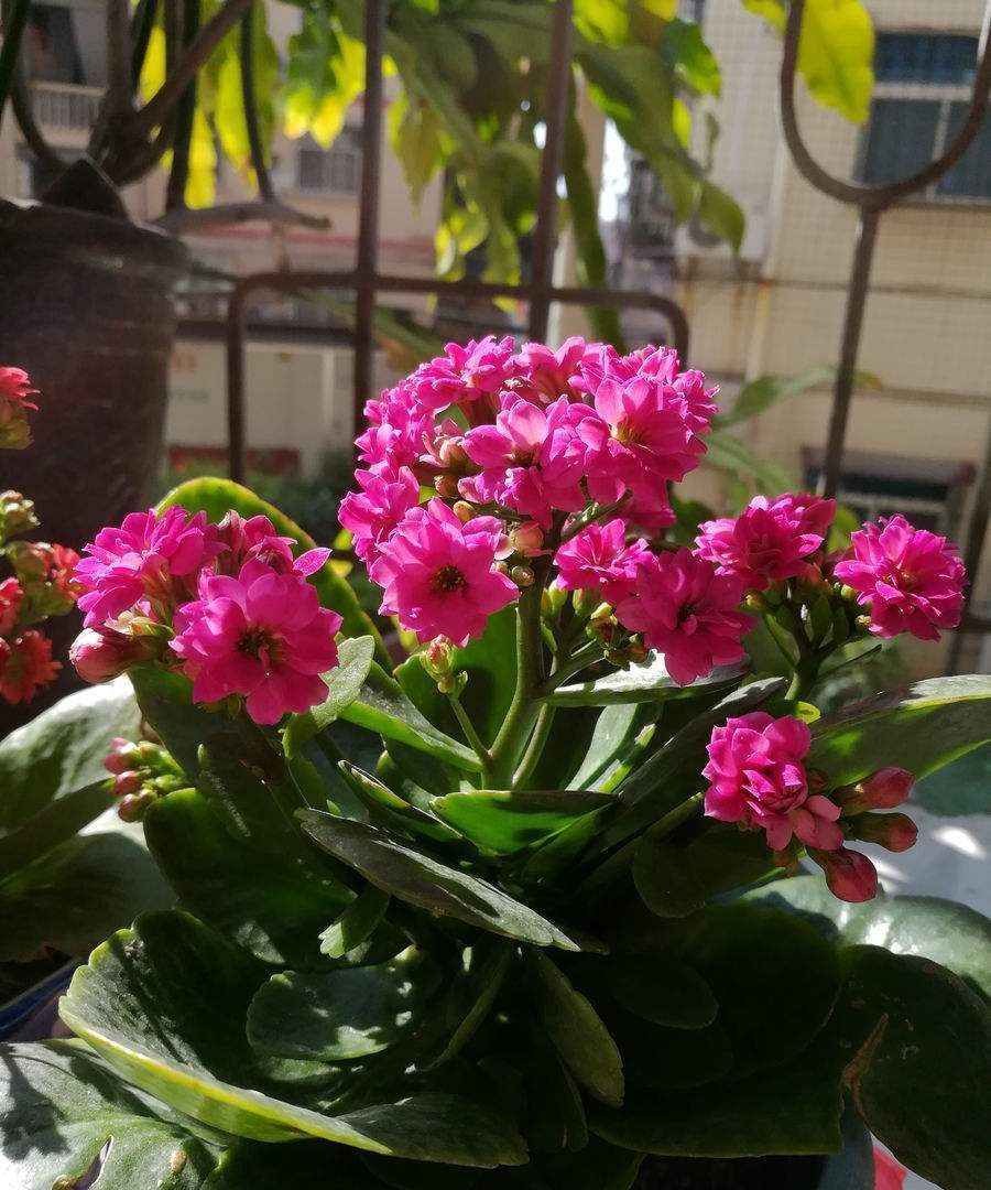 扦插|家里养长寿花,管理切记“别乱来”!养好了次次开花都爆盆