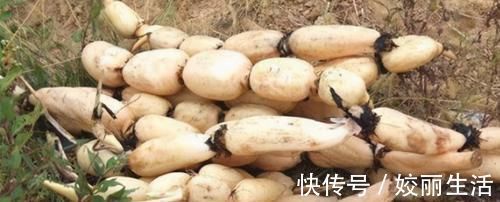 睡眠质量|想长寿全靠吃,三种食物不可少,祛风除湿,健脑益智,好处多多!