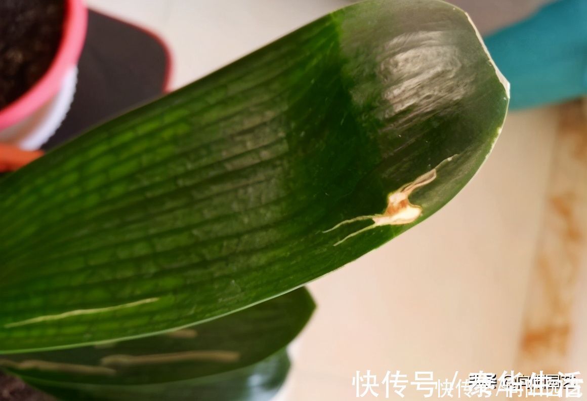 养护|君子兰叶子开裂，出现黄斑，平常养护需注意，不要碰它的叶子