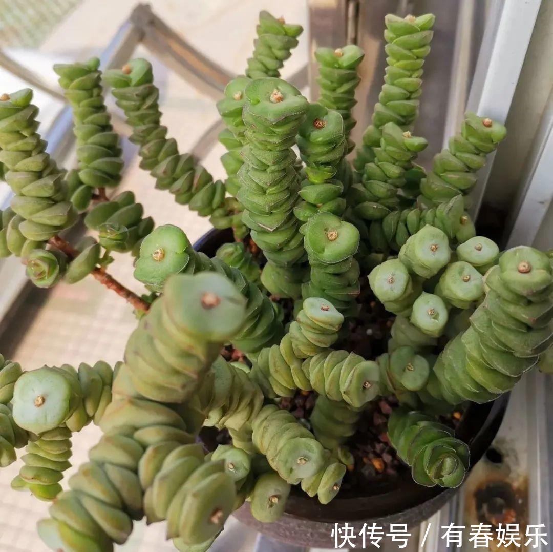 玛格丽特|现在养花要重剪,剃光头,撸光叶,越狠越爆盆