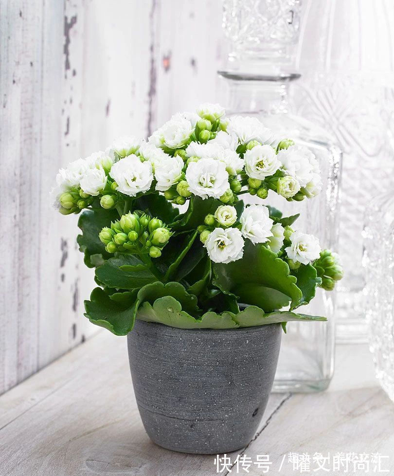 10种适合在秋季购买的盆栽花卉,提前买好,冬春时节持续有花开