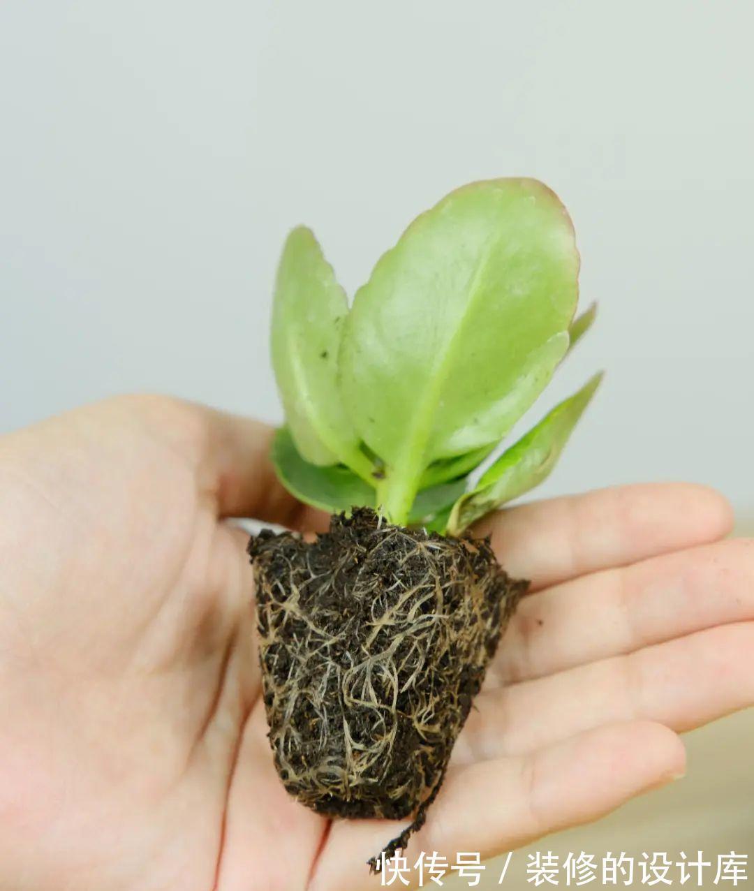 芦荟|8种花像“老母猪”，种一棵，生一窝，多得没地方养