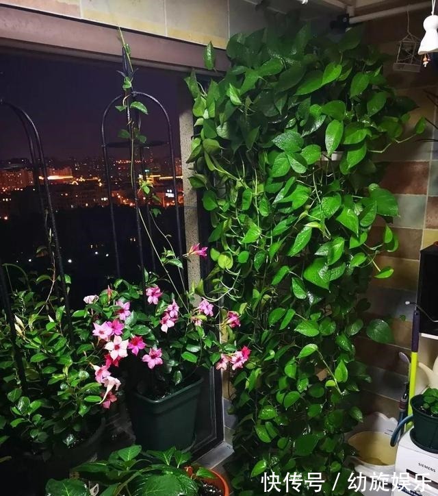 叶片|绿萝的最爱,家家都有,2周喂一点,叶子油绿翠亮,新叶巴掌大