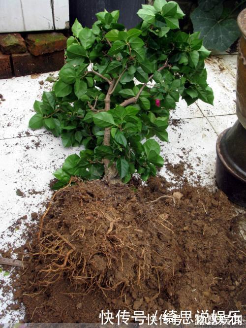 养花|养花换盆换一盆死一棵教你一招，换盆依然长势旺盛猛开花！