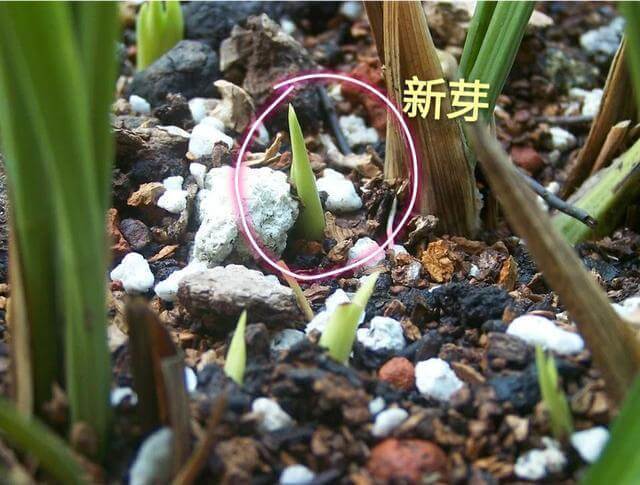 兰花烂根了但是冒出了几个小芽换盆还能活吗能，有技巧