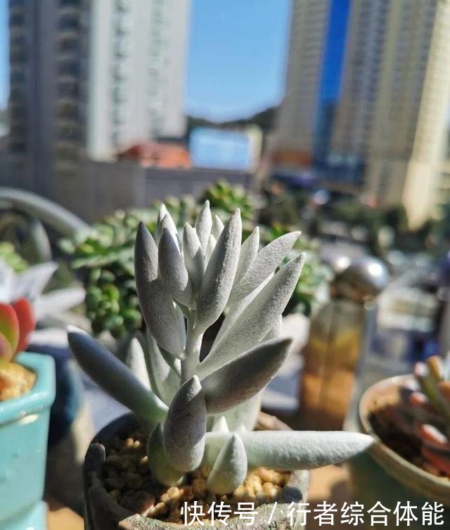 一方阳台,一方多肉,我的生活和姿态!一方阳台,一方多肉,我的生活和姿态!