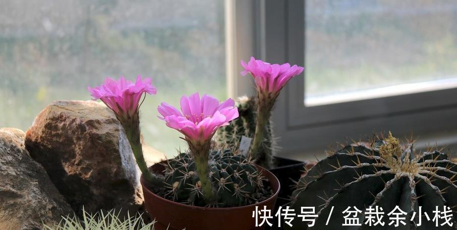 花卉们|养花选土、配土有门道,别再小看了!