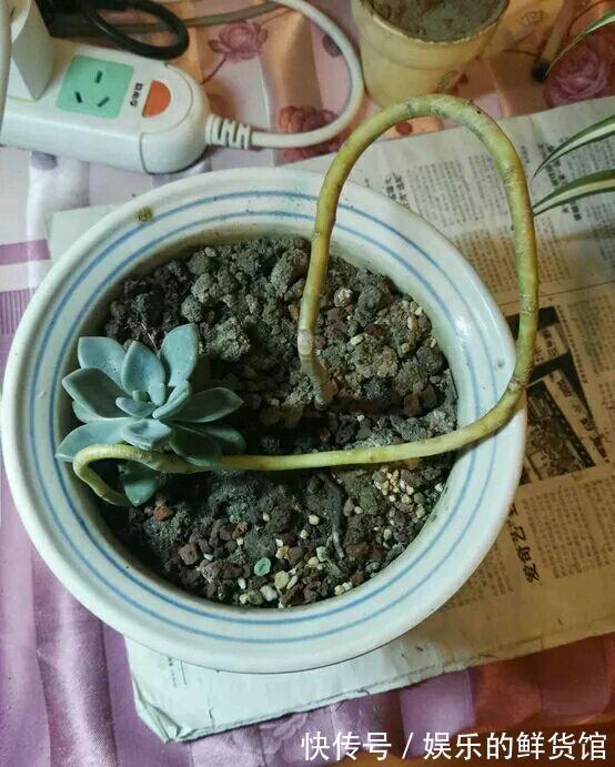 多肉长残的照片，看一次笑一次，根治各种抑郁