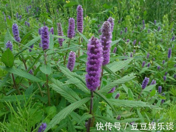 脚痒|立秋后,脚气反复,脚痒脱皮,不妨常用此花泡水,脚气远离你