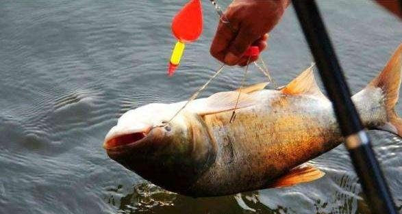渔人必看:3款钓鲢鳙的饵料配方,切记馊酸味不可过浓!